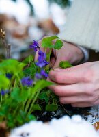 Pansies in flowerpots