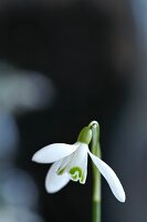 Snowdrop flower