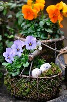 Wire basket planted with spring flowers and decorated with quails' eggs