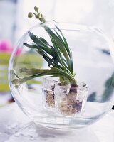 Flower bulb poking out of its glass terrarium