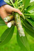 Broken plumeria branch