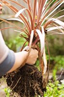 Ti plant with soil clinging to roots