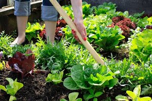 Eine Frau mit Harke lockert den Boden eines Salatbeets