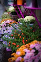 Blühende Aster und Zierpaprika auf einer Terrasse