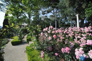 Rose arch and sumptuously flowering rose bush in gardens with topiary hedges and clearly defined paths