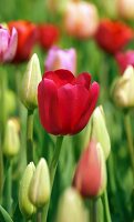 Red tulip in field of tulips