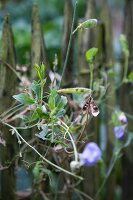 Erbsenpflanze mit Blüten & Schoten