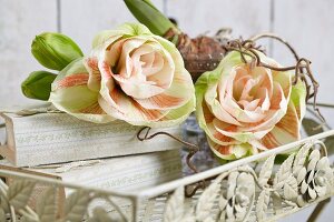 Pink amaryllis blooms on romantic metal tray