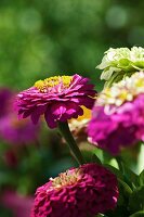 Purple zinnias in sunshine