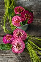 Posies of zinnias