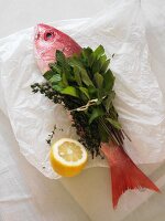 Whole Fresh Red Snapper Tied with Mint and Thyme; Lemon
