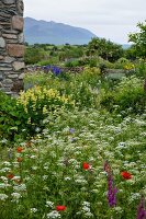 Corner of rustic Italian farmhouse with wild flower garden