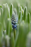 Grape hyacinths (close-up)