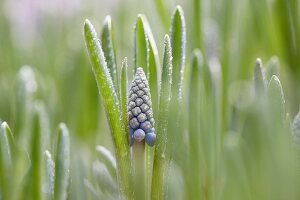 Grape hyacinths (close-up)