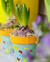 Sprouting hyacinths in pots with cheerful butterfly motif