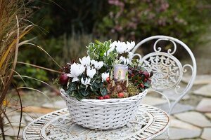 Herbstliches Gesteck mit Cyclamen, Narzissenzwiebeln, Euonymus, Scheinbeeren und Windlicht in weißem Korb auf Metalltisch im Garten