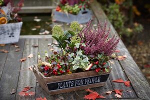 Herbstliche Blumenkiste mit Heidekraut, Efeu, Scheinbeeren, Skimmien und Narzissenzwiebeln auf Holztisch im Garten