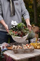 Mann zeigt herbstlichen Blumenkorb mit Cyclamen, Scheinbeeren, Efeu und Blumenzwiebeln