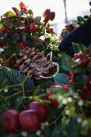 Creating a Christmas arrangement of fir branches, wintergreen, mistletoe, bay, apples and pine cones (close-up)