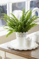 Potted Nephrolepis exaltata 'Green Lady' (sword fern) on table next to window