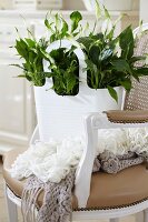 Spathiphyllum 'Chopin' (peace lily) in bag on period armchair