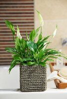 Potted Spathiphyllum 'Chopin' (peace lily) on edge of bathtub