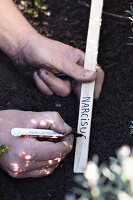 Writing a label to mark planted narcissus bulbs