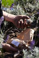 Planting hyacinth bulbs amongst lavender