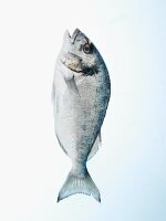 Sea bream