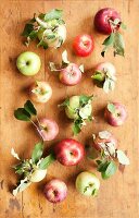 Fresh Picked Apples; Gala, Pink Lady, Granny Smith, Cameo, Rome and Northern Spy; On Rustic Table