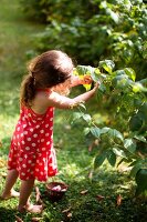 Young Girl Picking Berries from a Bush