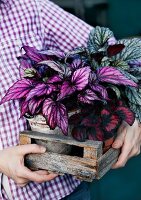 Person holding wooden crate of various potted rex begonias