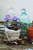 Anemonen in einem mit Zeitungspapier umwickelten Blumentopf im Weidenkränzchen