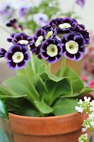 Auricula in a plant pot