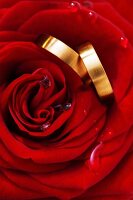 Two wedding rings on a red rose with water droplets