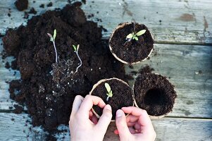 Pricking out tomatoes