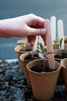 Ein Namensschild zum Tomatenpflänzchen stecken