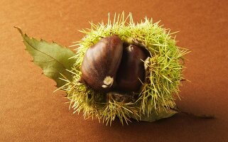 Sweet chestnut