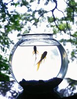 Goldfische in kugelförmigem Glas mit Wasser