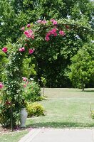 Pink roses growing over rose arch in extensive gardens