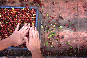 Kaffeekirschen vorbereiten für die Verarbeitung