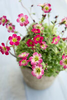 Saxifrage (Saxifraga) in a plant pot