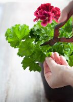 Pelargonientriebe für Stecklinge schneiden