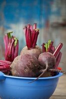 Frisch geerntete Rote Bete in blauem Küchensieb