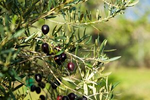 Black olives on the tree