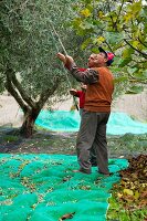 A man harvesting olives