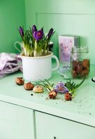 Purple crocuses planted in white enamel jug