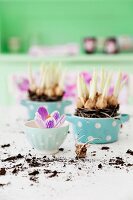 Flowering crocus bulbs planted in blue polka-dot pots