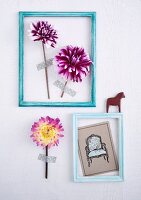 Two light blue picture frames containing dahlia flowers and grey postcard stuck to wall