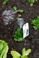 Abgeschnittene Plastikflasche mit angehängtem Etikett über kleine Pflanze gestülpt